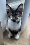adoptable Cat in  named Mob
