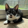 adoptable Cat in  named MoMo