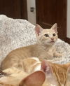 adoptable Cat in  named Toffee Swirl