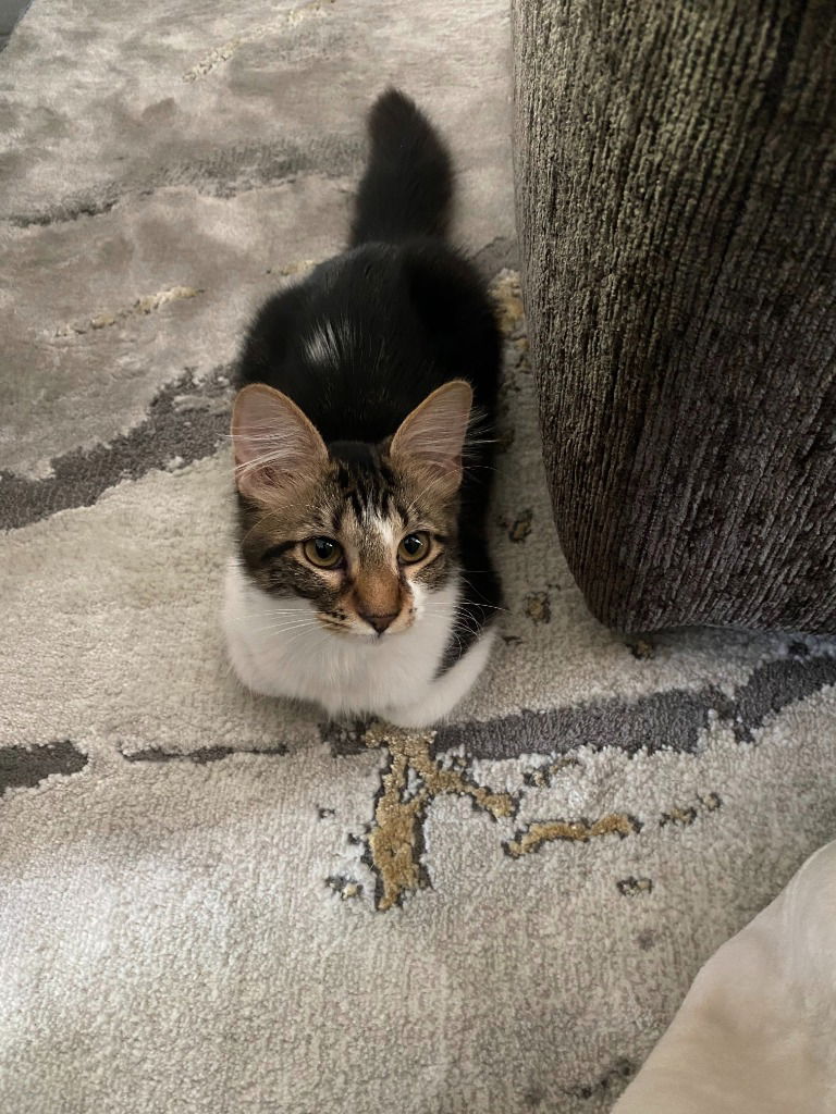 adoptable Cat in San Antonio, TX named Oreo Cookie