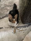 adoptable Cat in San Antonio, TX named Oreo Cookie