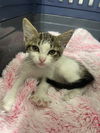 adoptable Cat in San Antonio, TX named Solana