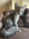 adoptable Cat in San Antonio, TX named Tiger Lily