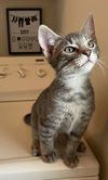 adoptable Cat in San Antonio, TX named Peter Paws