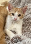 adoptable Cat in  named Butterscotch Swirl
