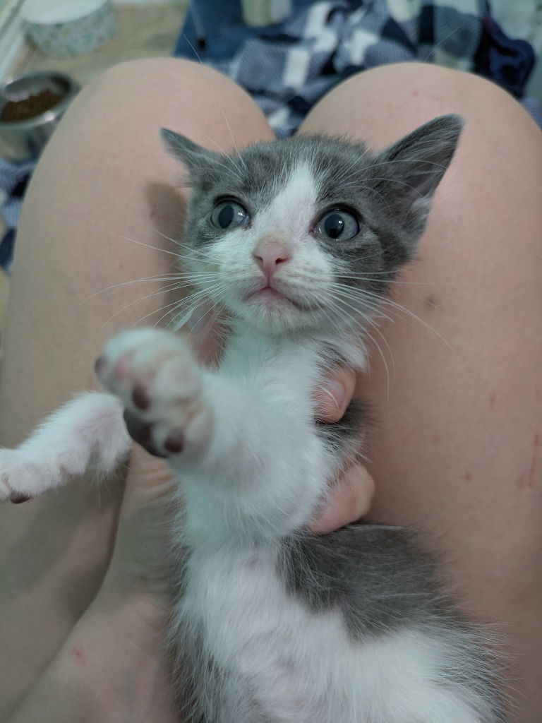 adoptable Cat in San Antonio, TX named Wrenley