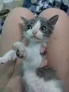 adoptable Cat in  named Wrenley