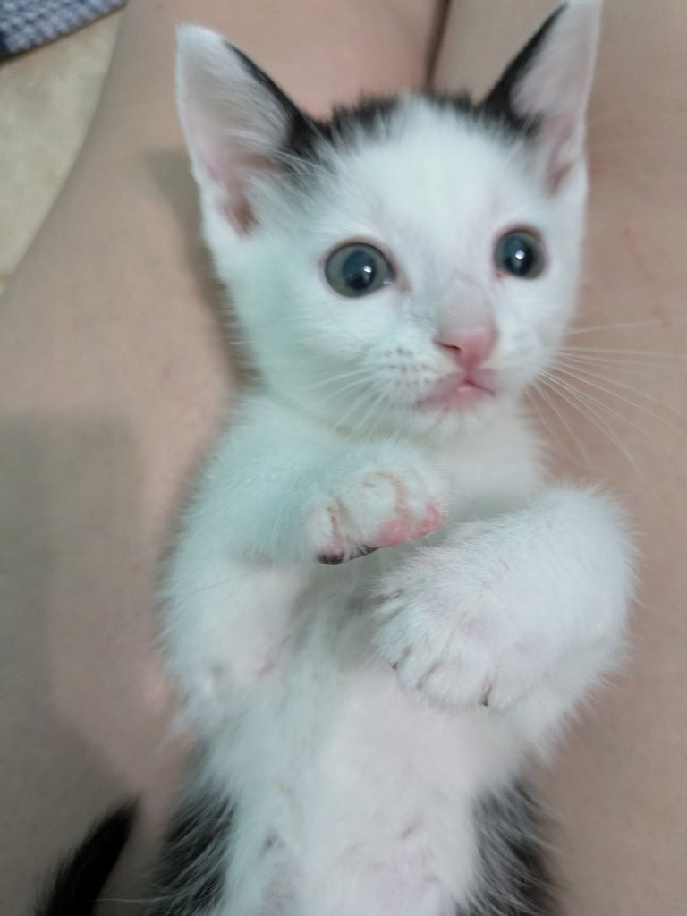 adoptable Cat in San Antonio, TX named Finch