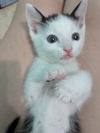 adoptable Cat in  named Finch