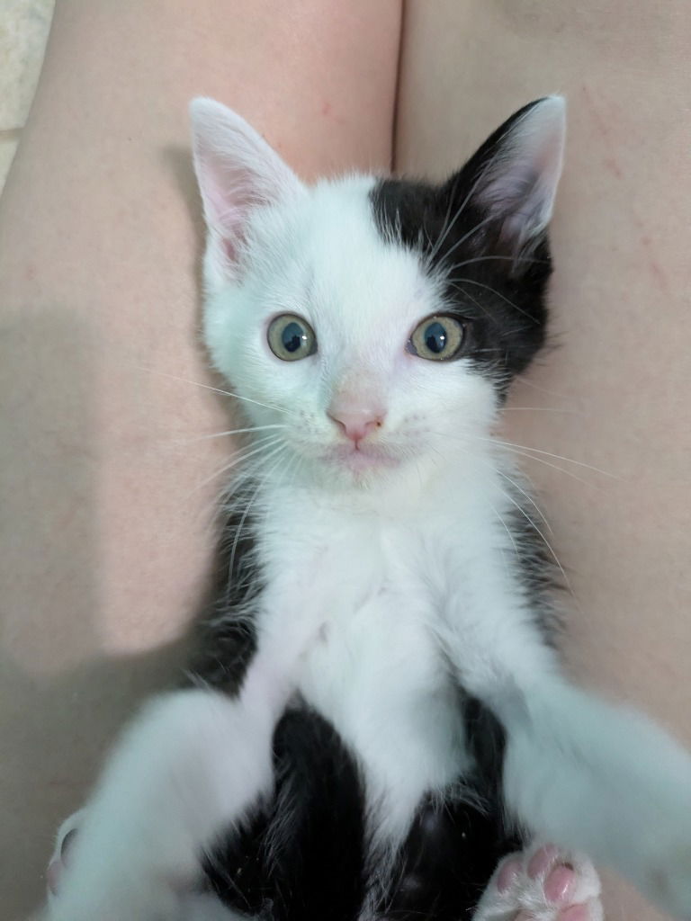adoptable Cat in San Antonio, TX named Starling