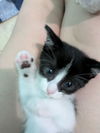 adoptable Cat in  named Sparrow