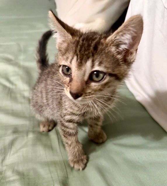 adoptable Cat in San Antonio, TX named Beans