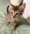 adoptable Cat in  named Beans