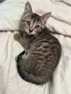 adoptable Cat in  named Frank