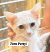 adoptable Cat in  named Tom Petty Milo