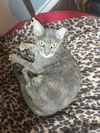 adoptable Cat in  named Axle