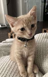 adoptable Cat in  named Kiefer