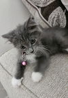 adoptable Cat in  named Crazy Hair Don