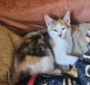 adoptable Cat in  named Buttercup