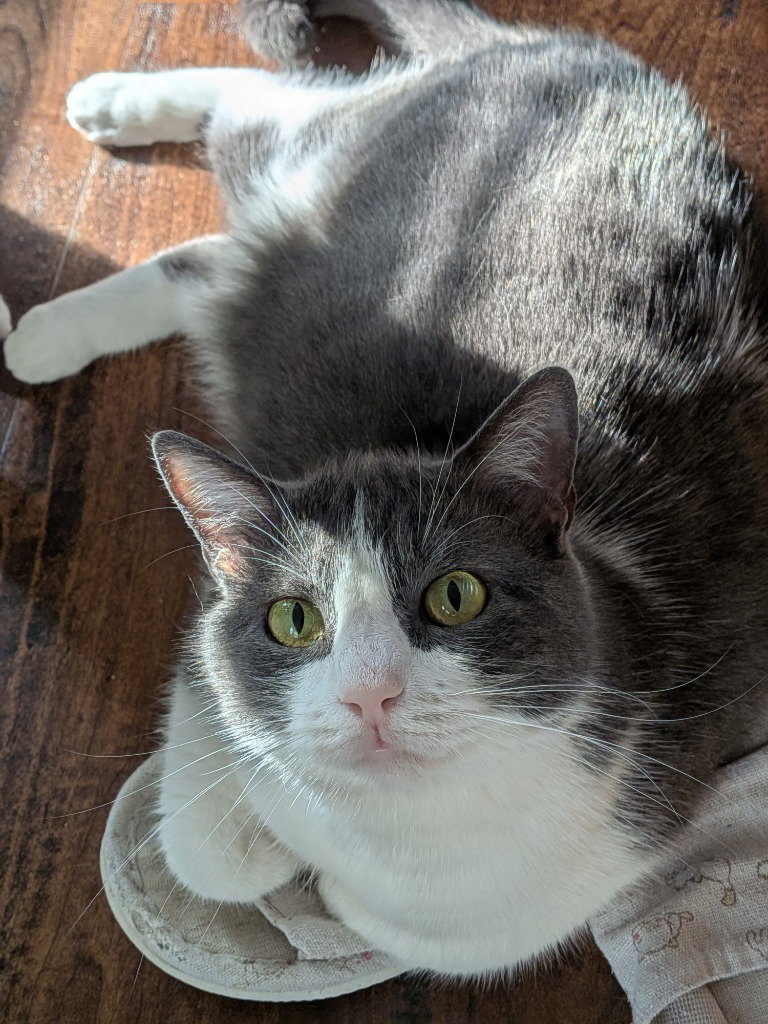 Lovie Image