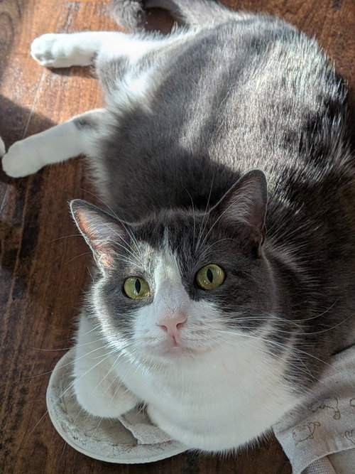 LOVIE - Domestic Short Hair for adoption in San Antonio