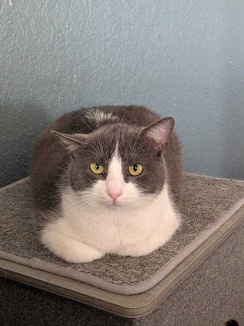 LOVIE - Domestic Short Hair available for adoption