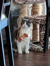 Lovie - Photo 3