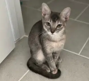 Hope - Domestic Short Hair