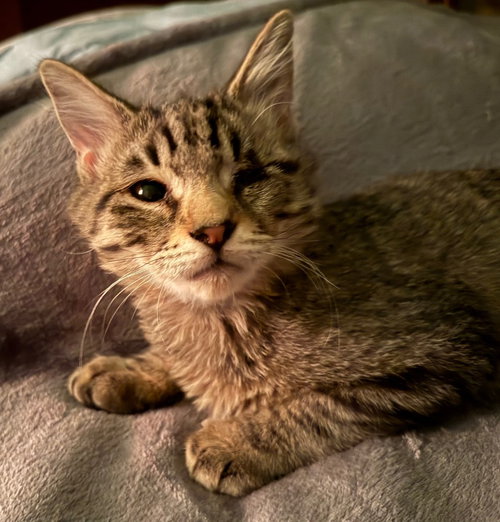 RUSTY - Tabby available for adoption