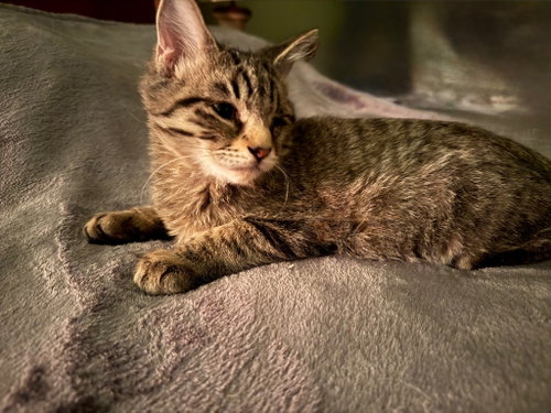 Photo 3 of Rusty