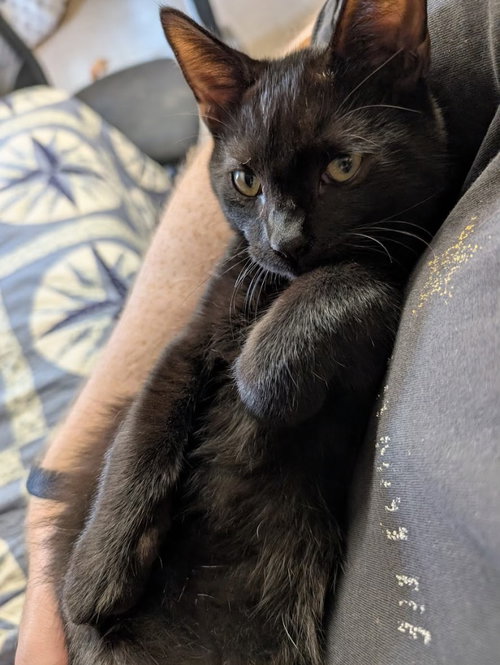 NARVE - Domestic Short Hair available for adoption