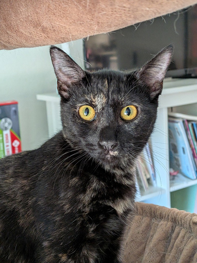 Georgie