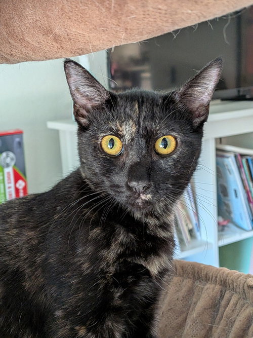 GEORGIE - Domestic Short Hair available for adoption
