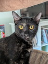Georgie - Photo 2