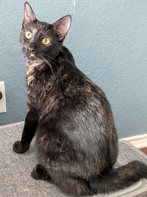 GEORGIE - Domestic Short Hair for adoption in San Antonio
