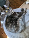 Georgie - Photo 2