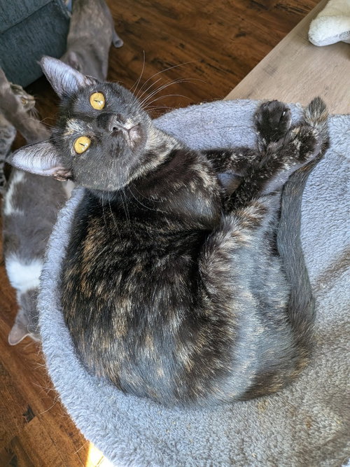 GEORGIE - Domestic Short Hair available for adoption