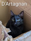 D'Artagnan - Photo 1