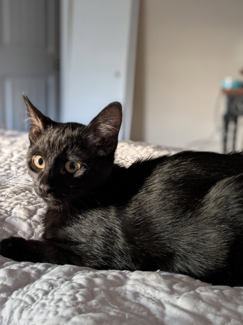 D'ARTAGNAN - Domestic Short Hair available for adoption