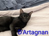 D'Artagnan - Photo 3
