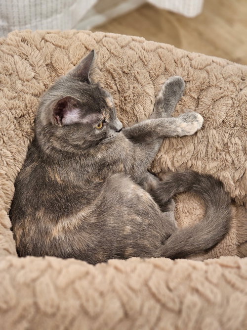 HEIDI - Tabby available for adoption