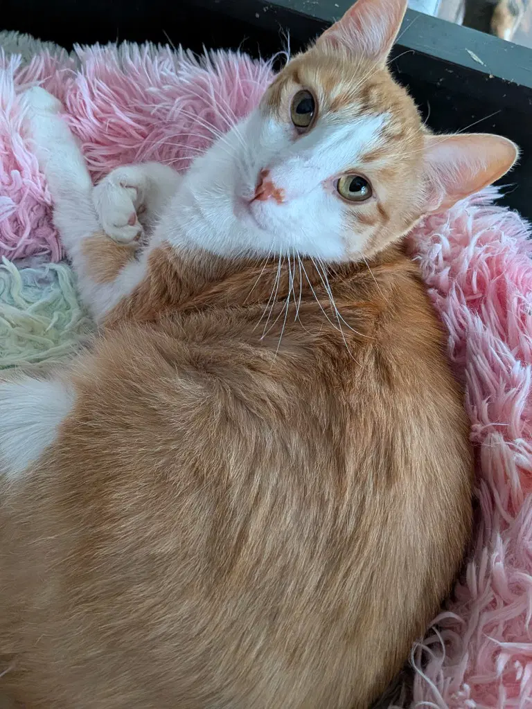 Ducky - Domestic Short Hair