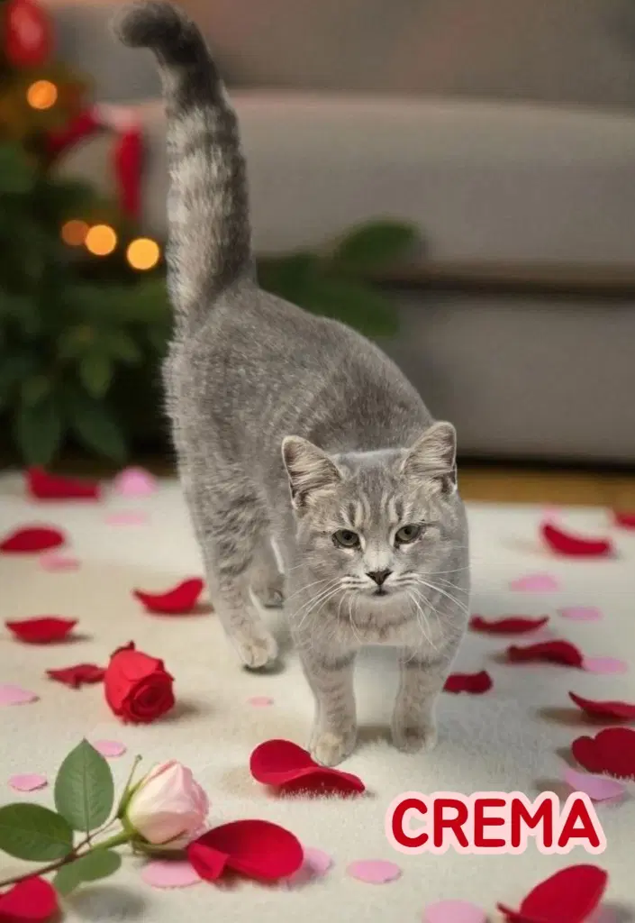 Crema - Tabby
