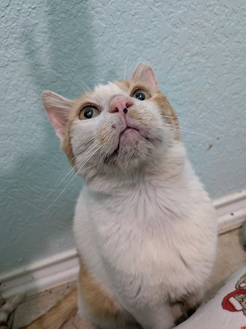 BIG MACK - Domestic Short Hair available for adoption