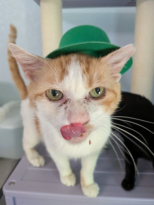 BIG MACK - Domestic Short Hair for adoption in San Antonio