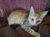 Rosebug - Photo 1