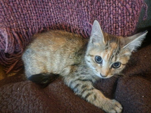 ROSEBUG - Tabby available for adoption