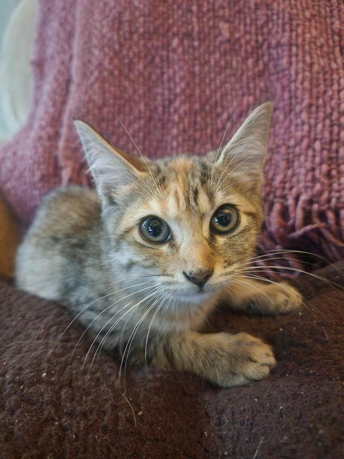ROSEBUG - Tabby available for adoption