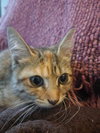 Rosebug - Photo 3
