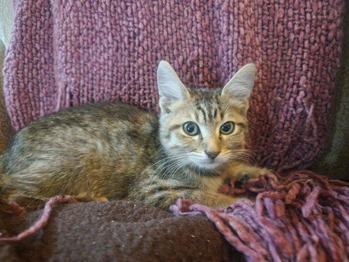 LILLY MAE - Tabby available for adoption